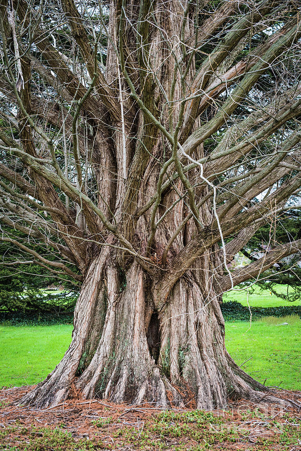 Dawn Redwood - Ohio Champion Tree - Cincinnati  Photograph by Gary Whitton