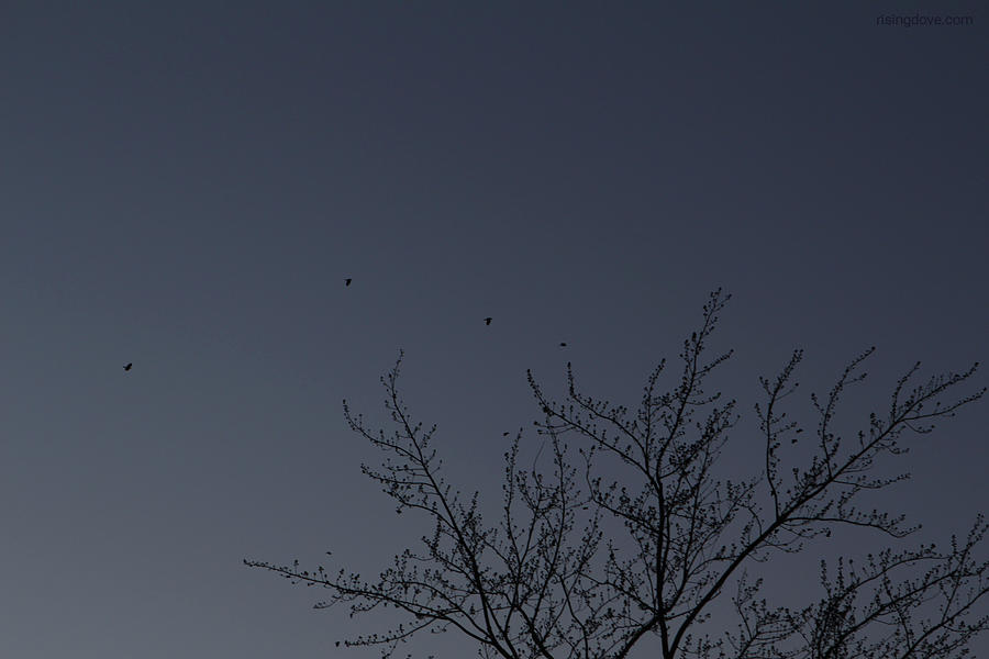 Dawn Sky Dotted with Robins March 3, 2021 Photograph by Miriam A Kilmer