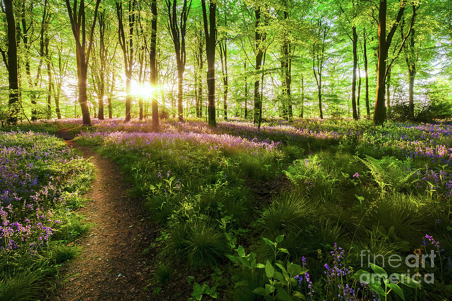 Dawn sunrise in bluebell forest in England Photograph by Simon Bratt