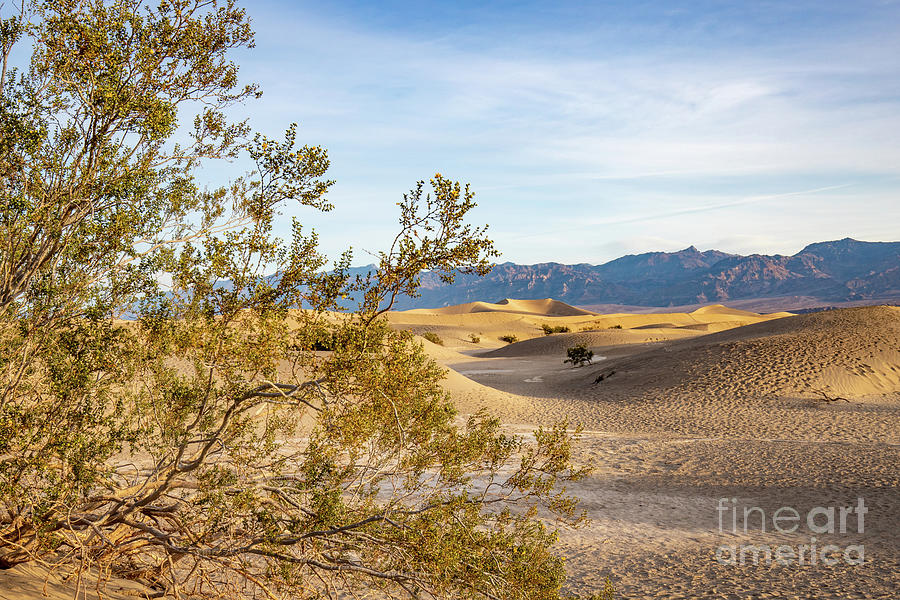 Dawn Sunrise touches desert brush and sand dunes Photograph by Cindy Shebley Dawn Sunrise touches desert brush and sand dunes Photograph by Cindy Shebley