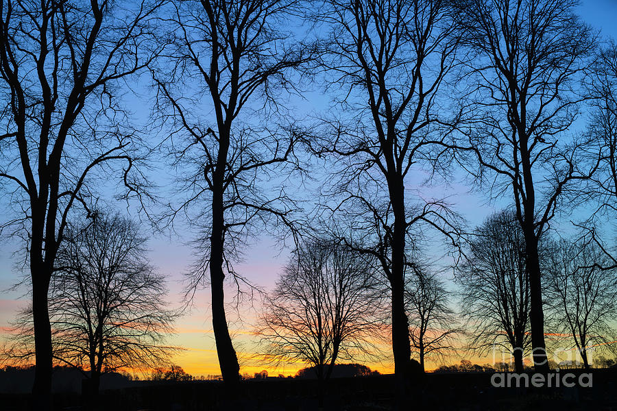 Dawn Trees Photograph by Tim Gainey