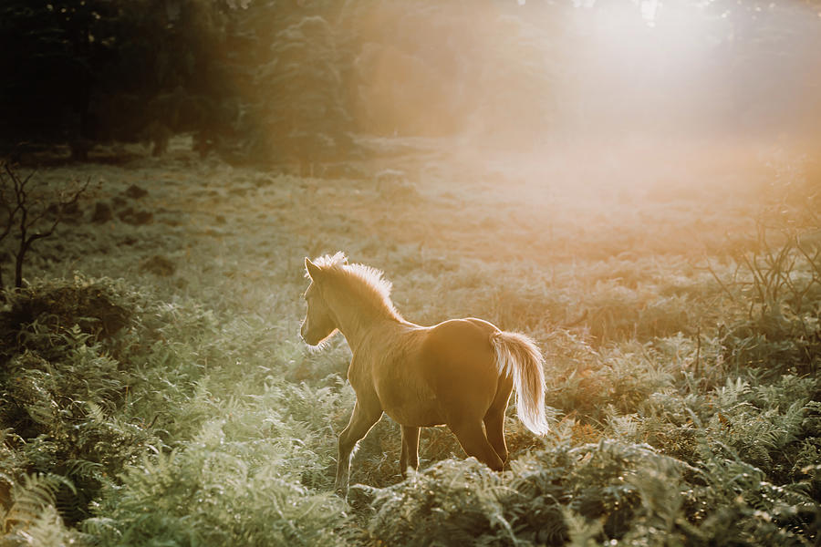 Dawn Whispers - Horse Art Photograph by Lisa Saint