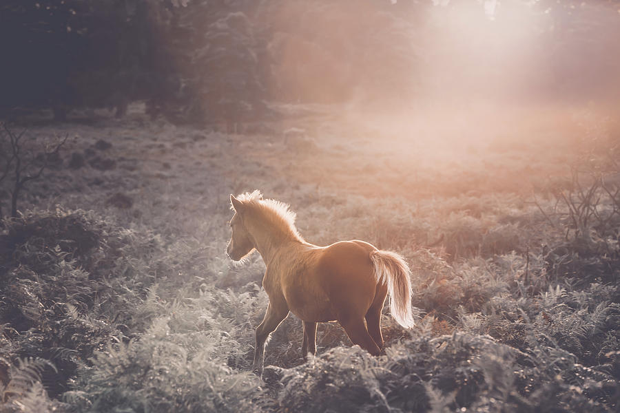 Dawn Whispers II - Horse Art Photograph by Lisa Saint