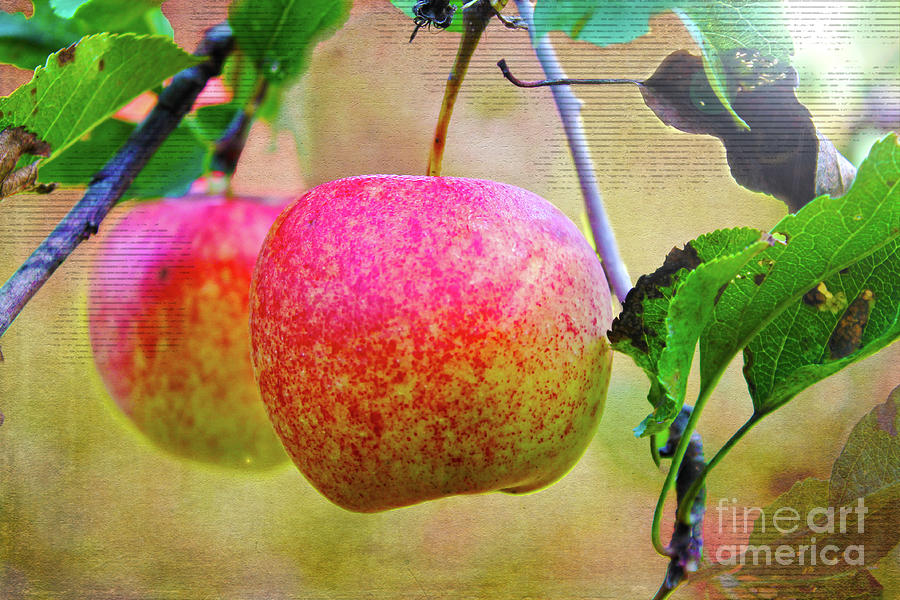 Dawning Apples Photograph by Nina Silver