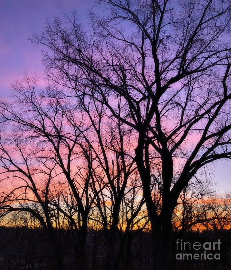 Tree Photograph - Dawns Delight by Kathy M Krause