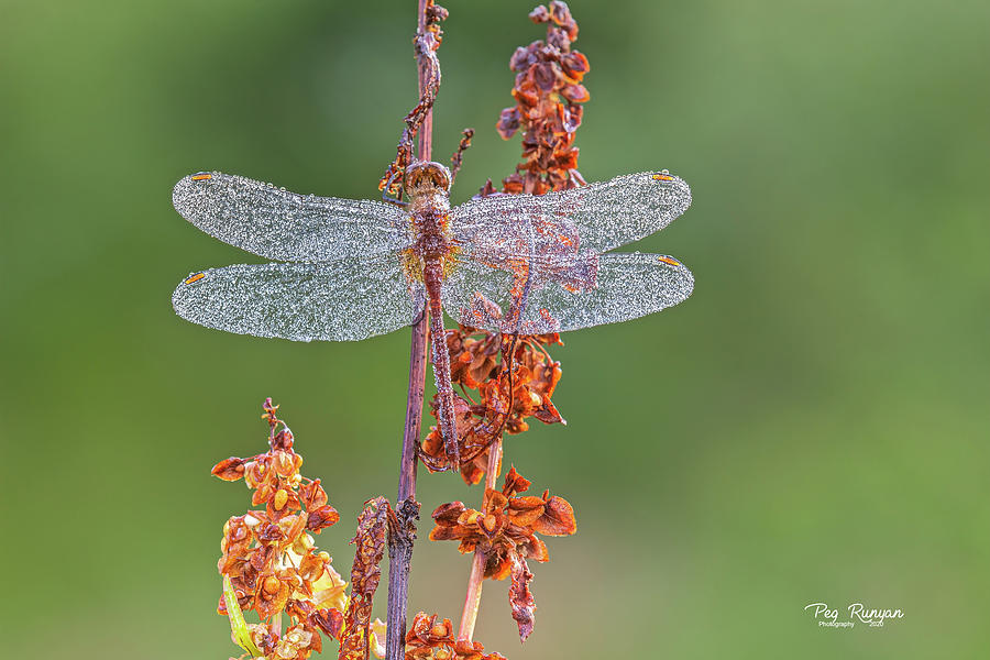 Dawns Dragonfly Photograph by Peg Runyan