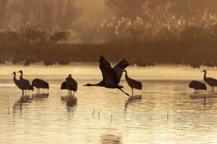 Dawns First Light - Bosque del Apache Photograph by Susan Rissi Tregoning
