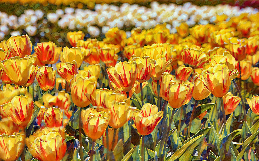 Tulip Field in Artsy Style Digital Graphic Digital Art by Gaby ...