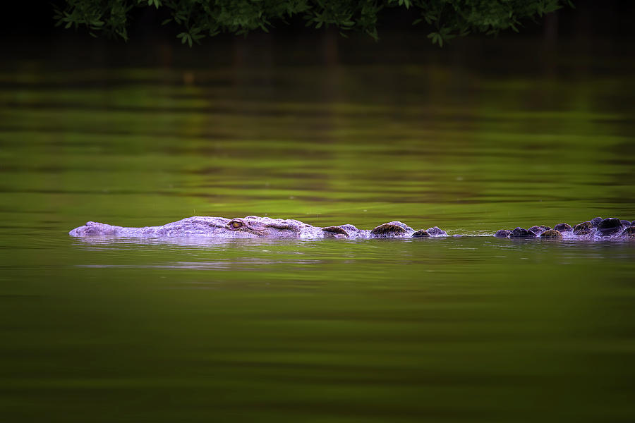 Day at Crocodile Creek Photograph by Mark Andrew Thomas