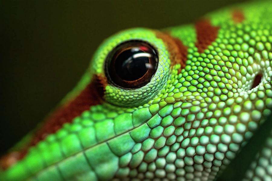 Day Gecko Macro Photograph by Wesley Aston