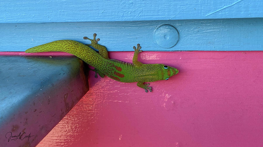 Day-Glow Gecko Photograph by James Covello