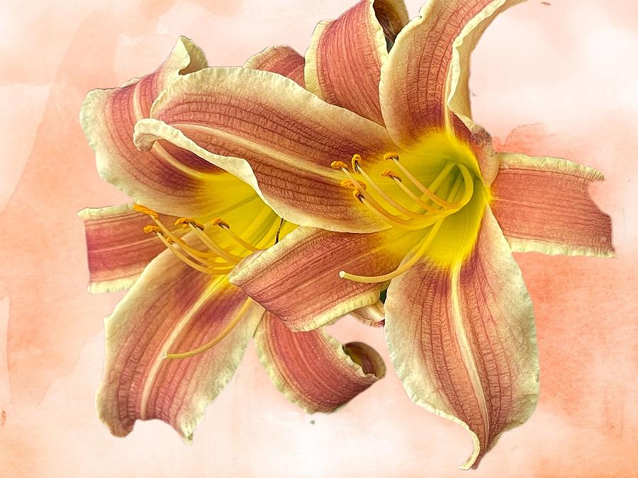 Day Lilies Digital Art by Kathleen Boyles