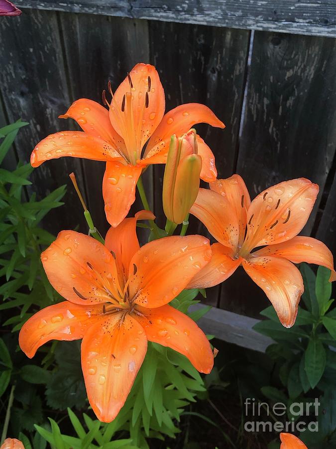 Day Lilies Orange Photograph by Elisa Maggio