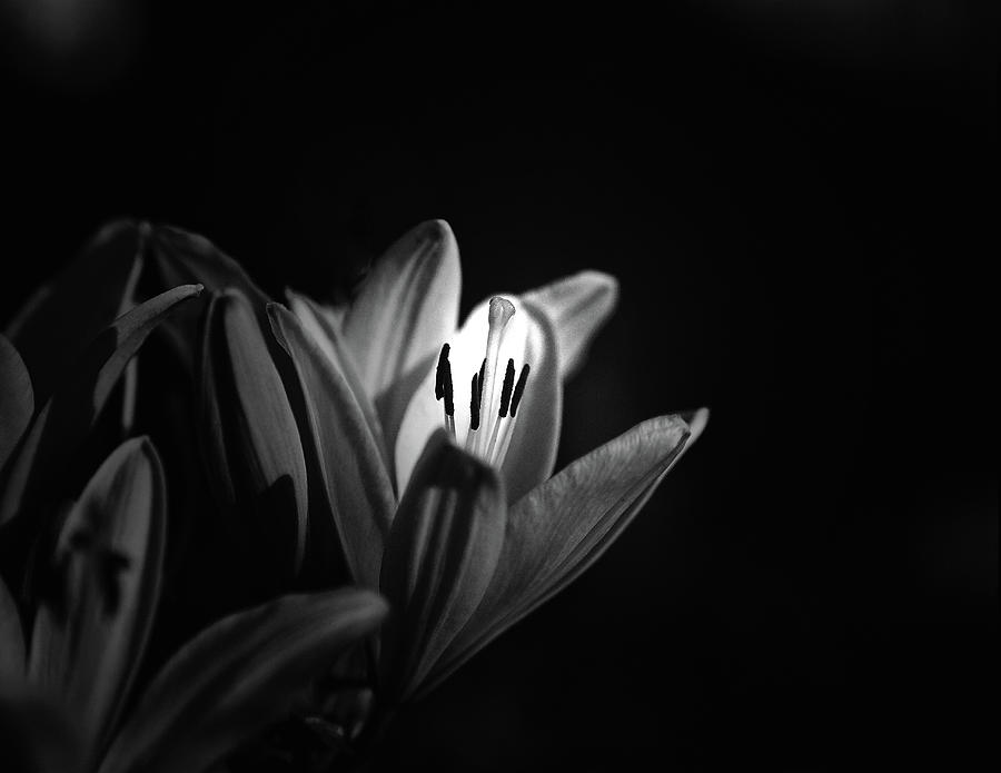 Day Lilly - Black and White Photograph by Bill Tincher - Fine Art America