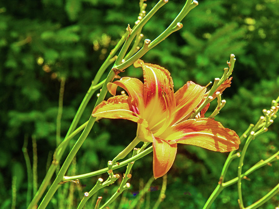 Day Lilly yellows, oranges green foliage background 0733 Photograph by David Frederick