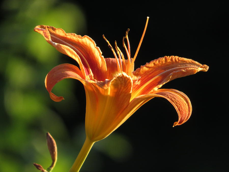 Day Lily - #15210 Photograph by StormBringer Photography