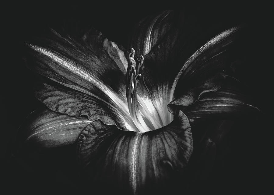 Day Lily Abstraction Photograph
