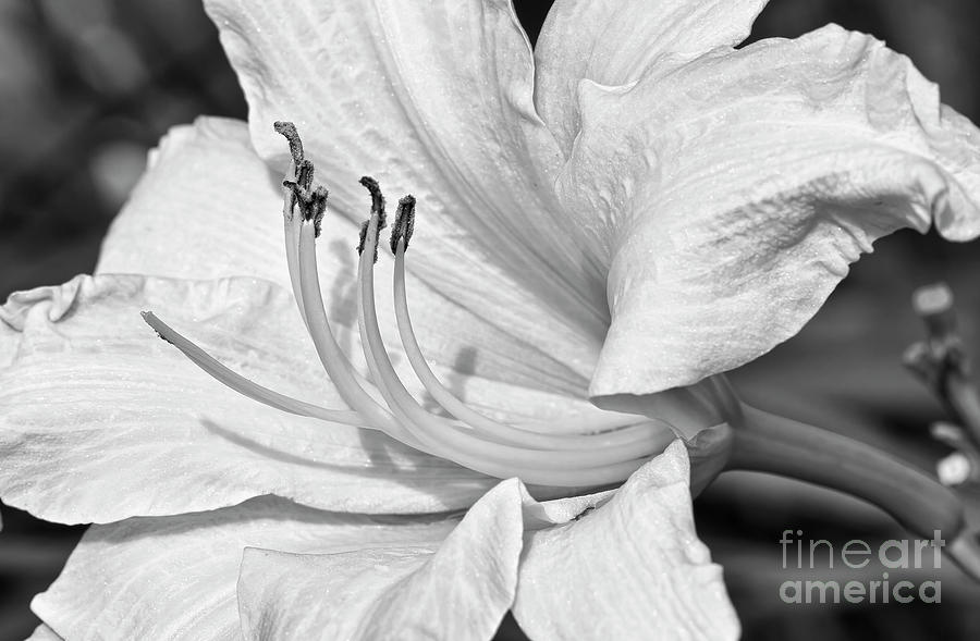 Day Lily Black and White Photograph by Brenton Cooper - Fine Art America