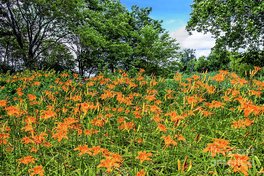 Day Lily Bloom Time Photograph by Regina Geoghan - Fine Art America