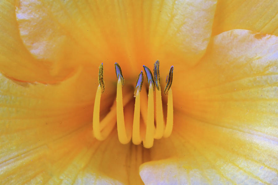 Day Lily Closeup Photograph by Bob Falcone