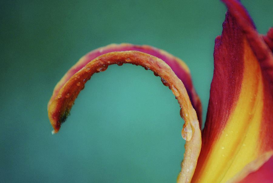 Day Lily Curve Photograph by Gaby Ethington