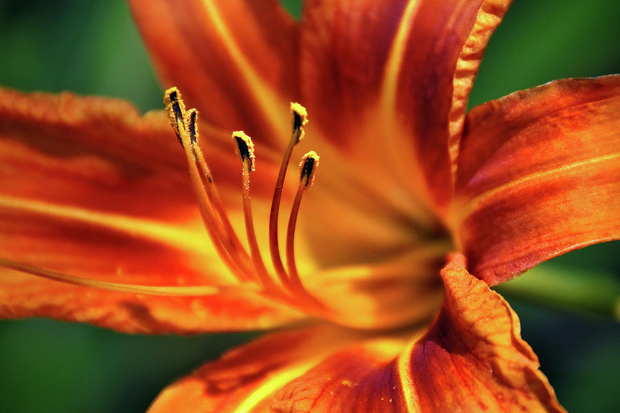 Day Lily Flower Photography Orange Garden Floral Blooms Western North Carolina Photograph