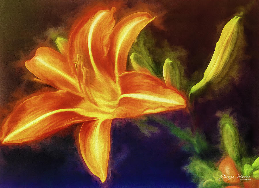 Day Lily Photograph by George Moore