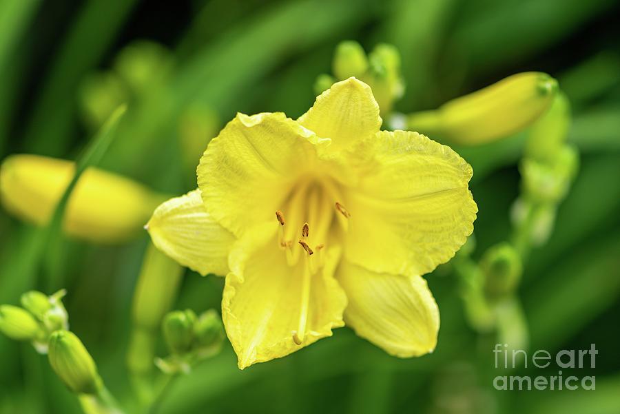 Day Lily III Photograph by Willie Harper
