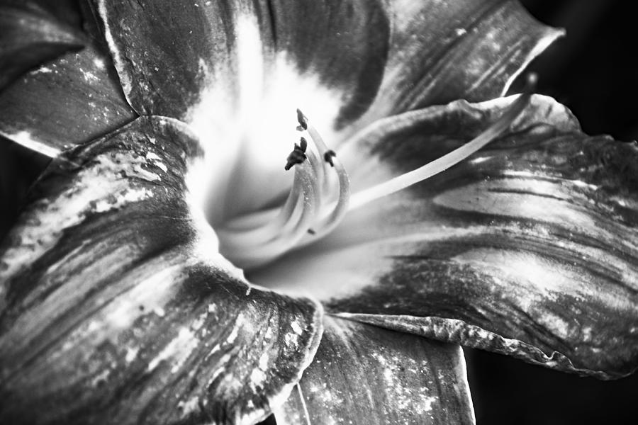 Day Lily in Black And White Photograph by Gaby Ethington