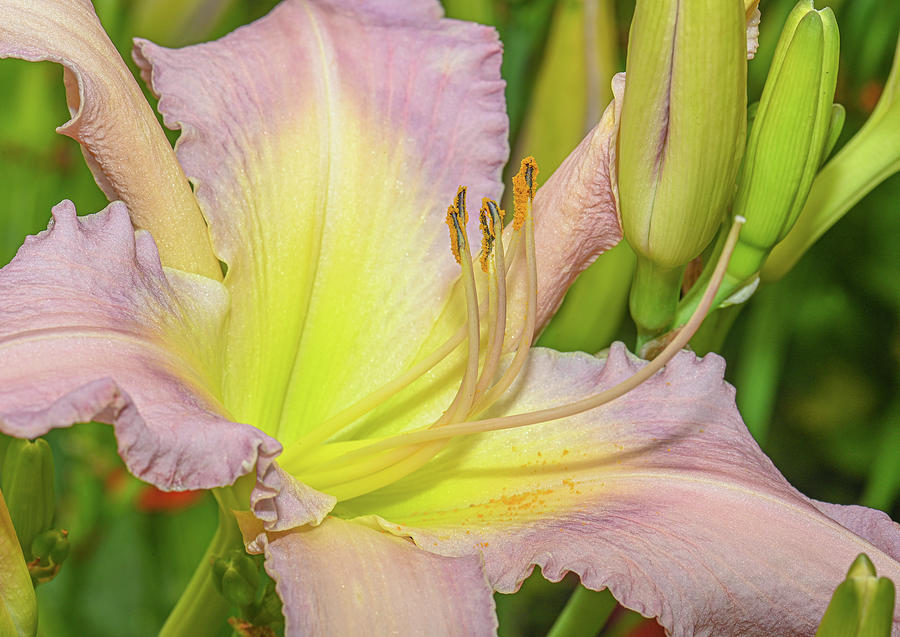 Day Lily in Soft Lavender Photograph by Jim Moore
