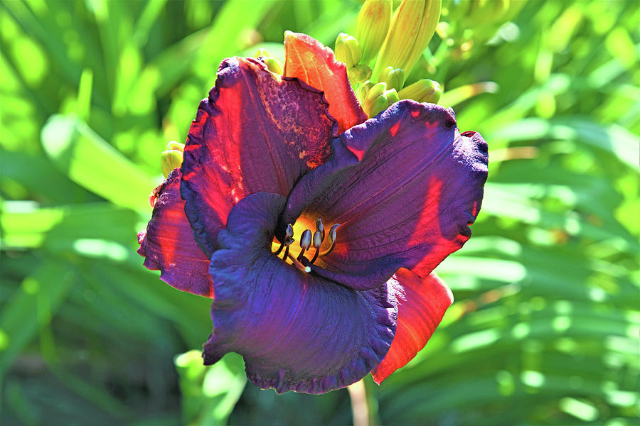 Day Lily In The Sun Photograph