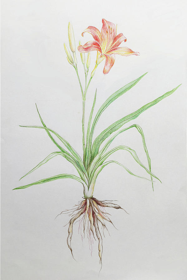 Summer Drawing - Day Lily by Jennifer Maffett