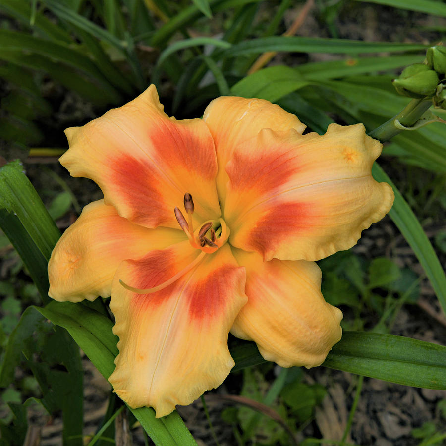 Day Lily Surprise Photograph