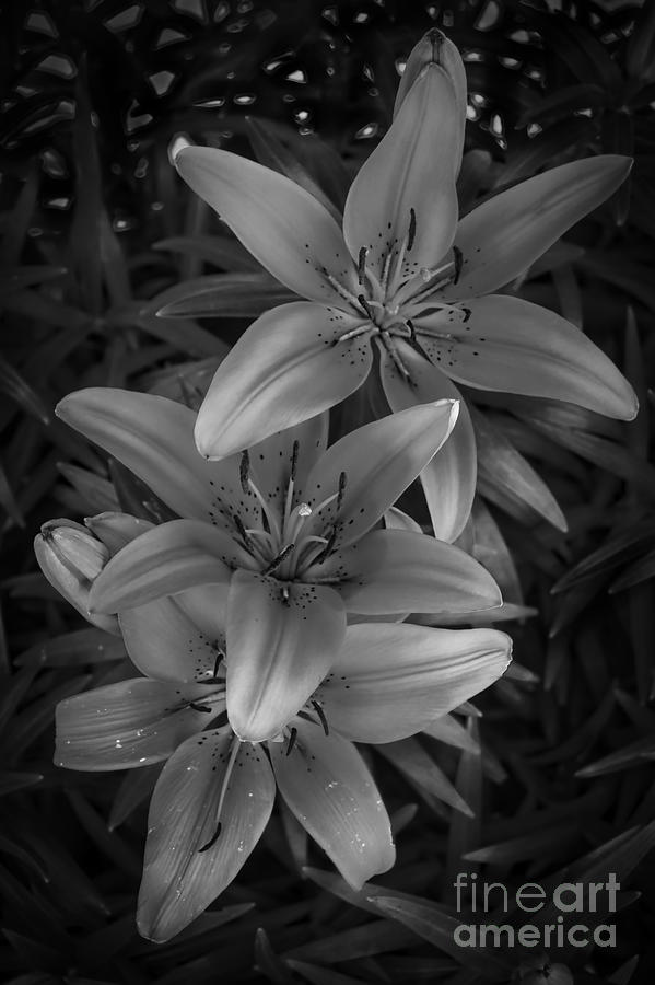 Day Lily Trio Bw Photograph