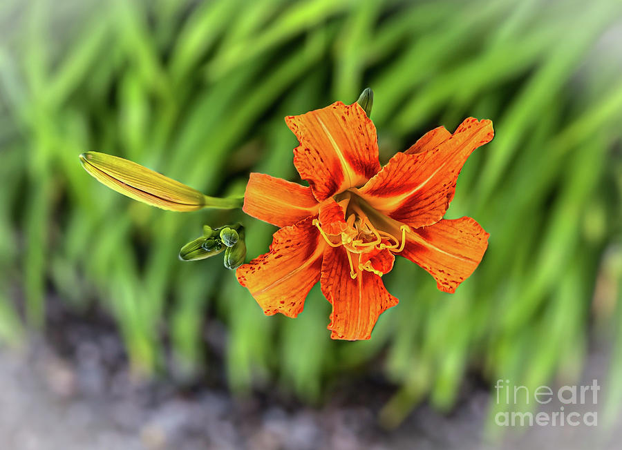 Day Lily Photograph by William Norton