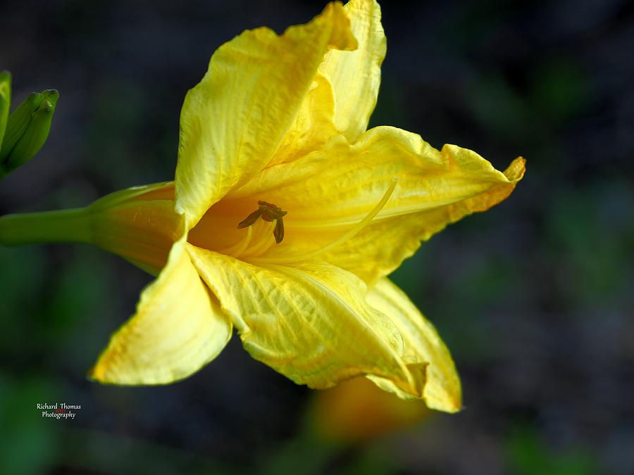 Day Lily Yellow Photograph by Richard Thomas