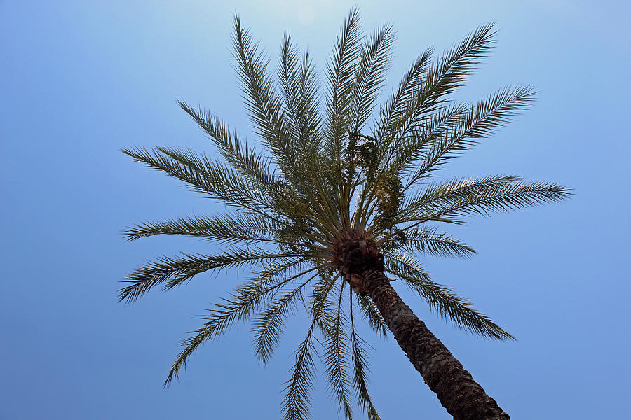 Day Of The Palm Tree Photograph by Eric Forster