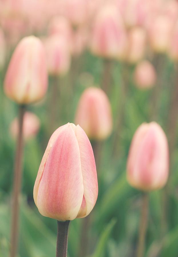 Day Of The Tulips Photograph