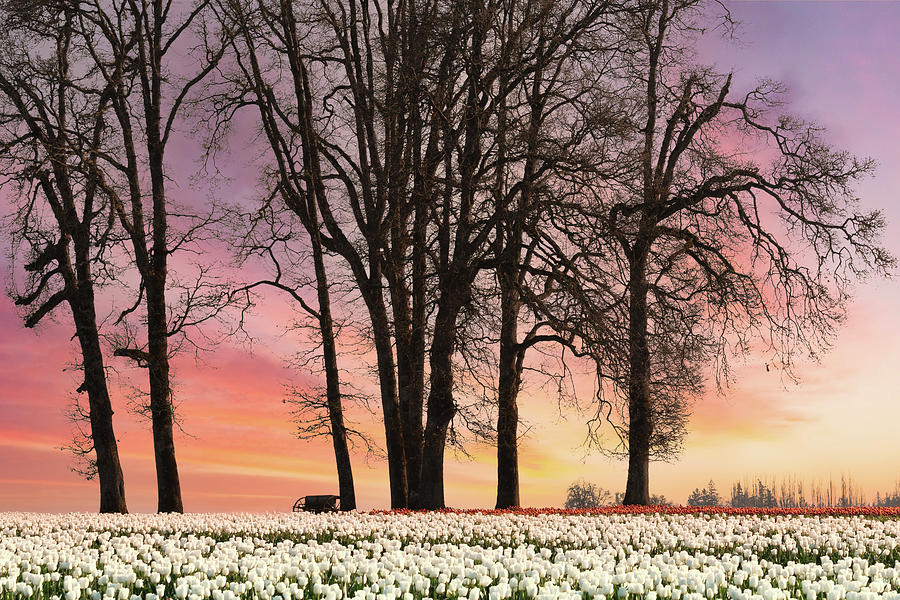 Daybreak Among the Tulips Photograph by Don Schwartz