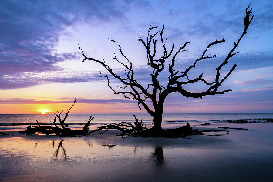 Daybreak at Driftwood Beach, Jekyll Island, Georgia Photograph by Dawna Moore Photography