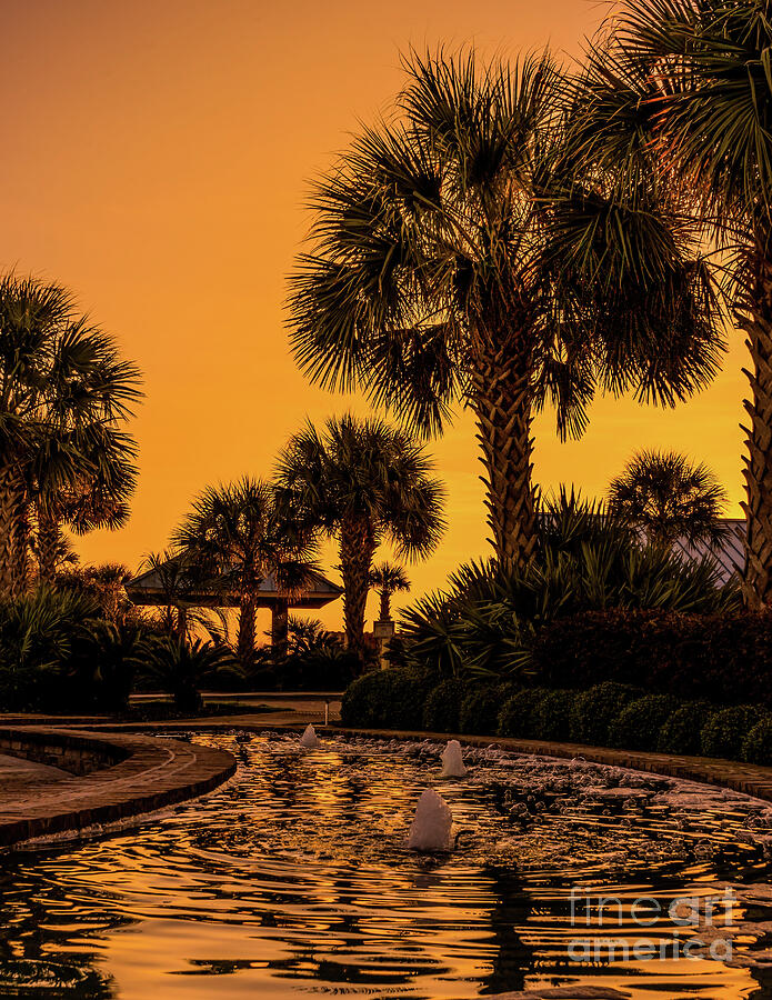 Daybreak Thru the palms Photograph by Nick Zelinsky Jr