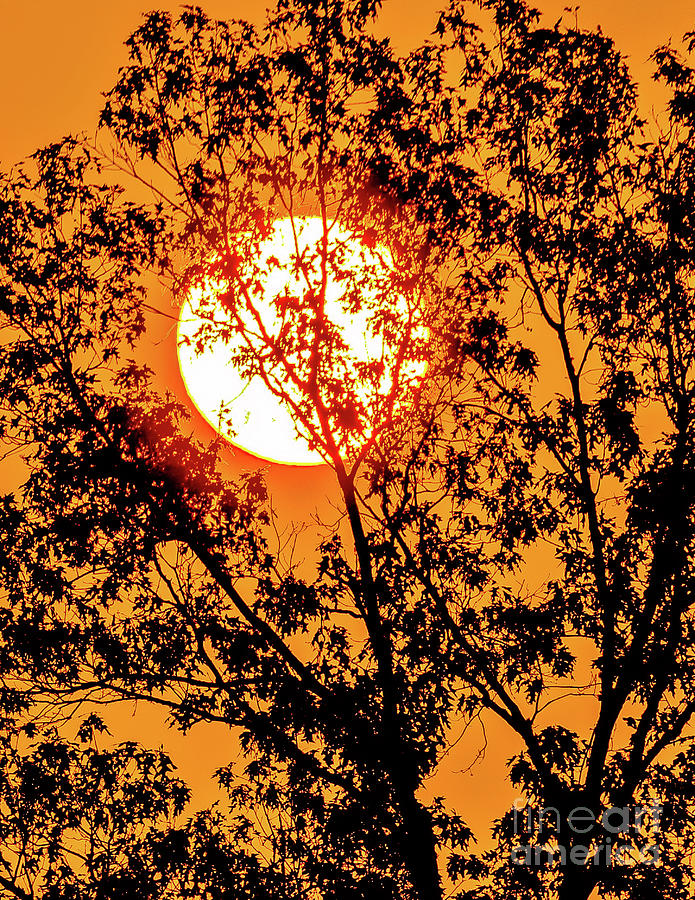 Daybreak  thru the trees Photograph by Nick Zelinsky Jr