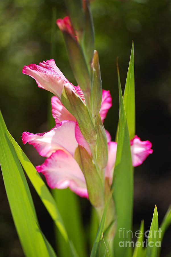 Daydreamer Gladiolus  Photograph by Joy Watson