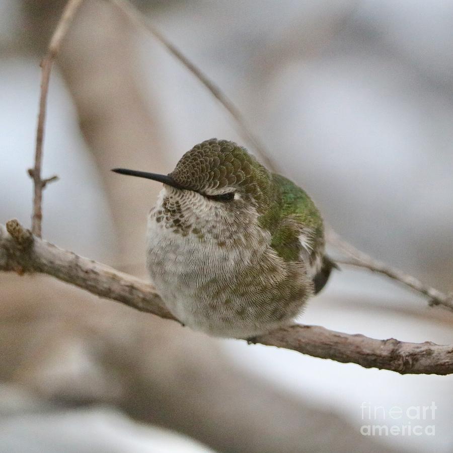 Daydreamer Hummingbird  Photograph by Carol Groenen
