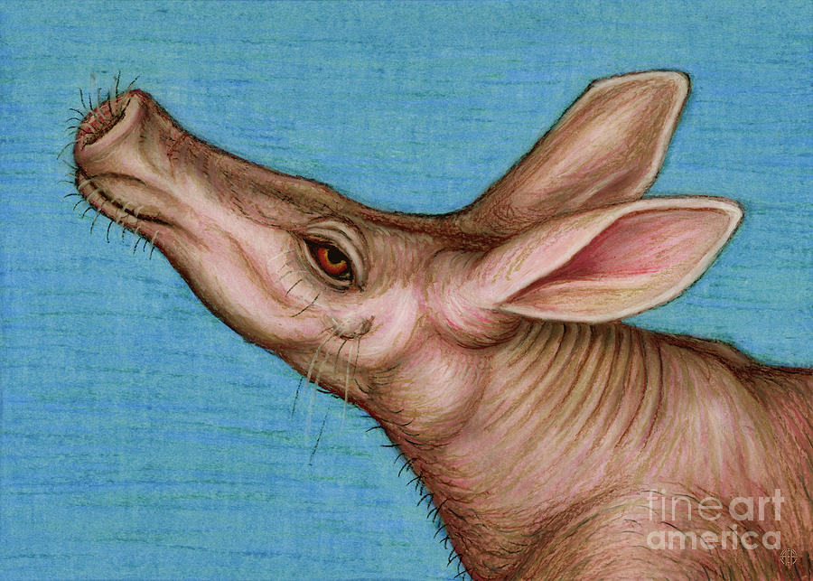 Daydreaming Aardvark  Painting by Amy E Fraser