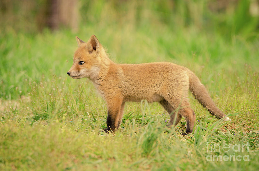Daydreaming Baby Fox Pup Animal Wildlife Photograph Photograph by PIPA Fine Art - Simply Solid