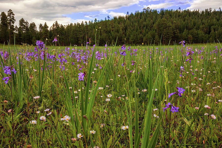 Daydreams in a Meadow Photograph by Rick Furmanek