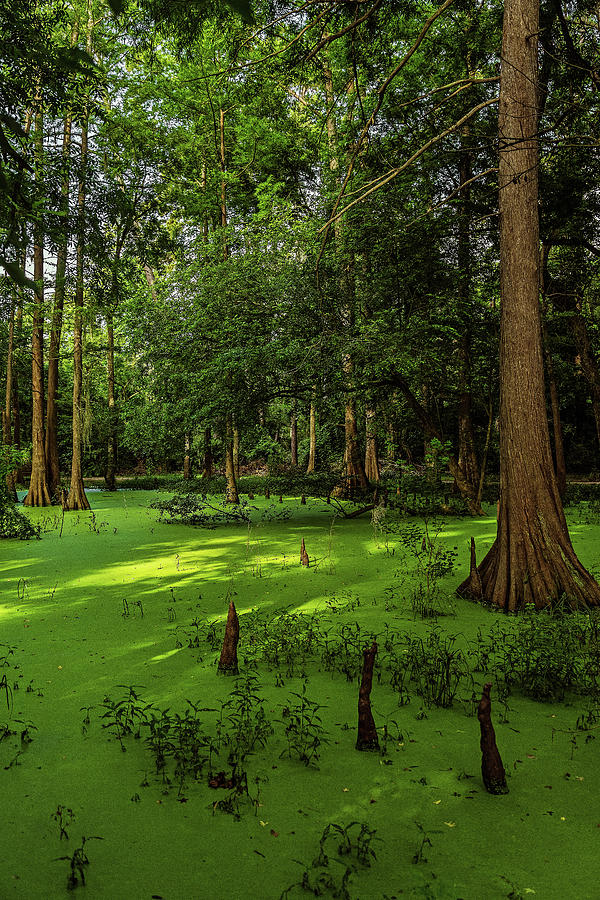 Daylight In The Swamp Photograph by Mike Schaffner