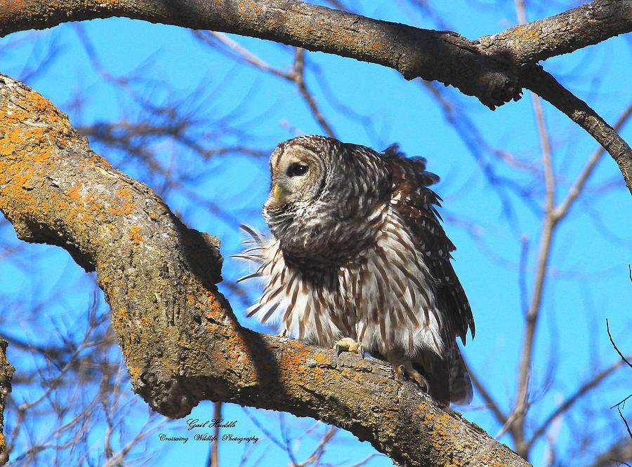 Daylight Owl 2 B Photograph by Gail Huddle Fine Art America