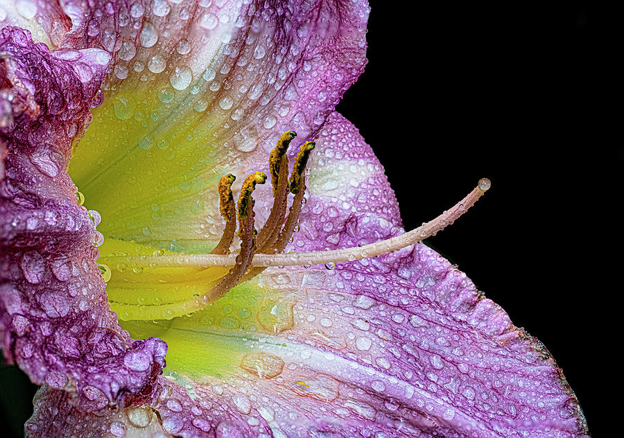 Daylilies Photograph - Daylilies-6 by Marty Saccone